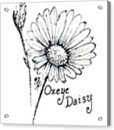 Oxeye Daisy Acrylic Print