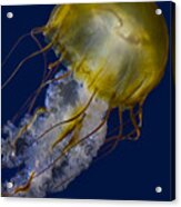 Pacific Sea Nettle Jellyfish Acrylic Print
