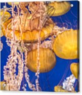 Pacific Sea Nettles 7 Acrylic Print