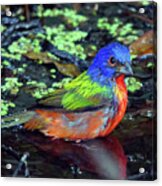 Painted Bunting After Bath Acrylic Print