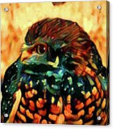 Painted Burrowing Owl Acrylic Print