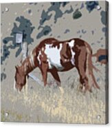 Painted Horse Acrylic Print