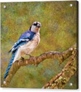 Painted Jay Acrylic Print