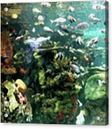 Painterly Aquarium Acrylic Print