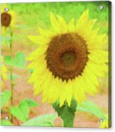 Painterly Sunflower Acrylic Print