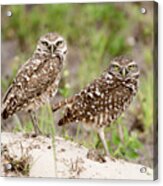 Pair Of Burrowing Owls Acrylic Print