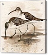 Pair Of Sandpipers Acrylic Print