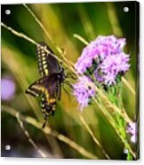 Palamedes Swallowtail Acrylic Print