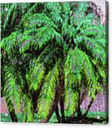 Palm 1002 Acrylic Print