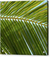 Palm Branch Smooth Acrylic Print