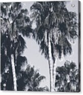 Palm Springs Palm Trees- Art By Linda Woods Acrylic Print