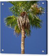 Palm Tree Acrylic Print