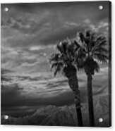 Palm Trees By Borrego Springs In Black And White Acrylic Print