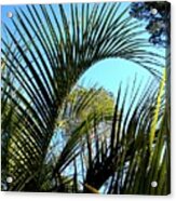 Palmetto 2 Acrylic Print