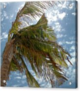 Palms Against The Sky - Mexico Acrylic Print