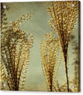 Pampas Grass Acrylic Print