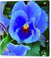 Pansies Acrylic Print