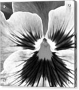 Pansy 08 Bw - Thoughts Of You Acrylic Print