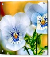 Pansy Forest Acrylic Print
