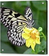 Paper Kite Butterfly Acrylic Print