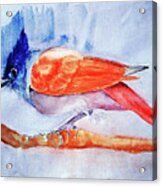 Paradise Flycatcher Acrylic Print