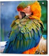 Parrot 2 Acrylic Print