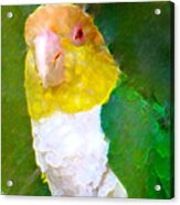 Parrot Grace Acrylic Print