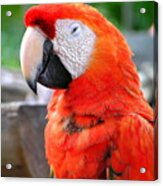 Parrot Acrylic Print