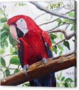 Parrot Portrait Acrylic Print