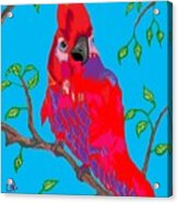 Parrot Acrylic Print