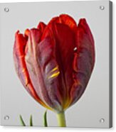 Parrot Tulip 3 Acrylic Print