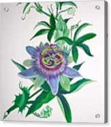 Passion Flower Acrylic Print