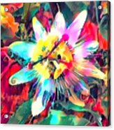 Passionflower Acrylic Print