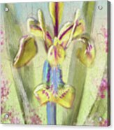 Pastel Iris Acrylic Print