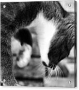 Patches Explores 3 Bnw Acrylic Print