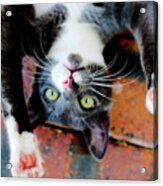 Patches It Wasn't Me C Acrylic Print