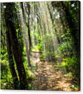 Path In Sunlit Forest Acrylic Print