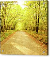 Path In The Woods Acrylic Print