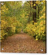 Pathway In Bare Cove Park, Hingham, Ma Acrylic Print