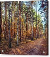 Pathway In The Autumn Forest Acrylic Print