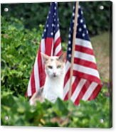 Patriotic Cat Acrylic Print