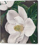 Pawpaw's Magnolias Acrylic Print