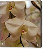 Peabody Orchid I Acrylic Print