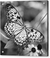 Peaceful Butterfly - Black And White Acrylic Print