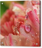 Peach And Pink Carnation Petals Acrylic Print
