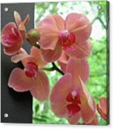 Peach Orchids Acrylic Print