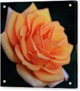 Peach Rose Acrylic Print