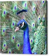 Peacock Bloom Acrylic Print