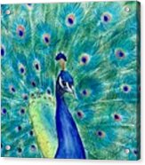 Peacock Colors Acrylic Print