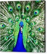 Peacock Head On Shot Acrylic Print